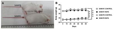 Effects of low-dose rapamycin on lymphoid organs of mice prone and resistant to accelerated senescence